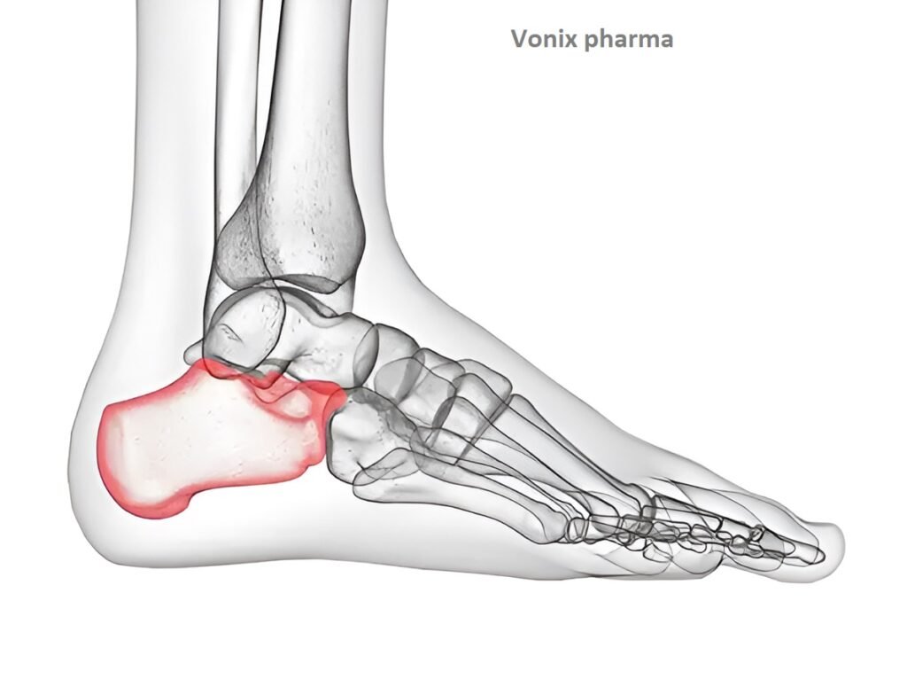 Calcaneus Conundrum: Ankle Bones Crossword Enigma